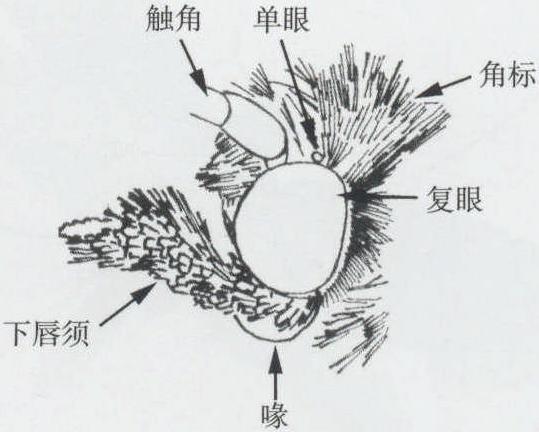 頭部